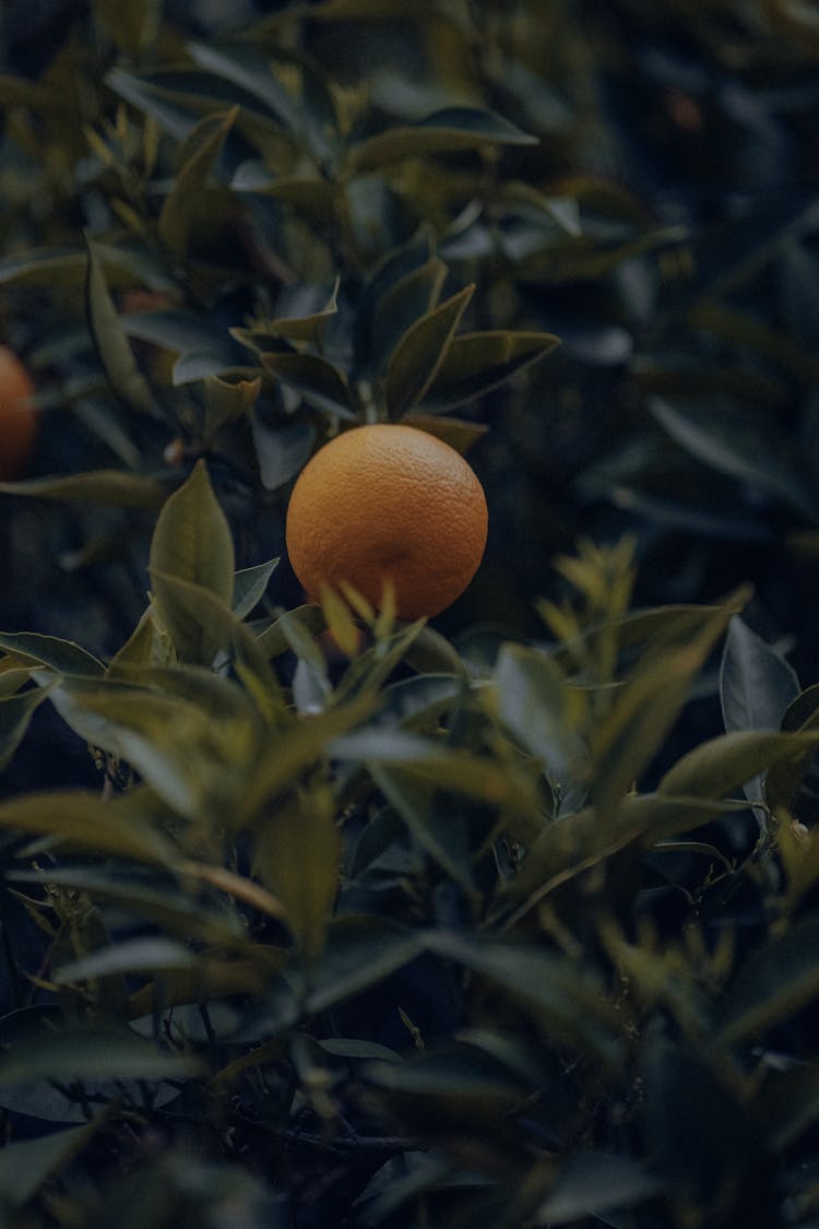 Orange And Leaves