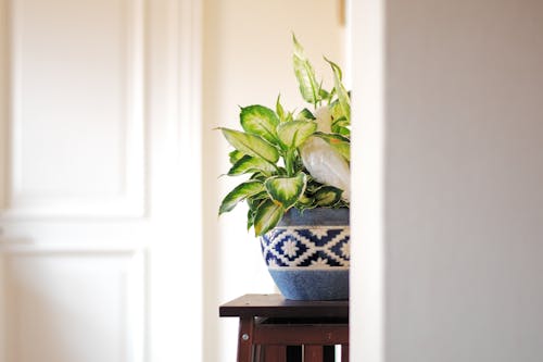 Vase with Plant on Chair