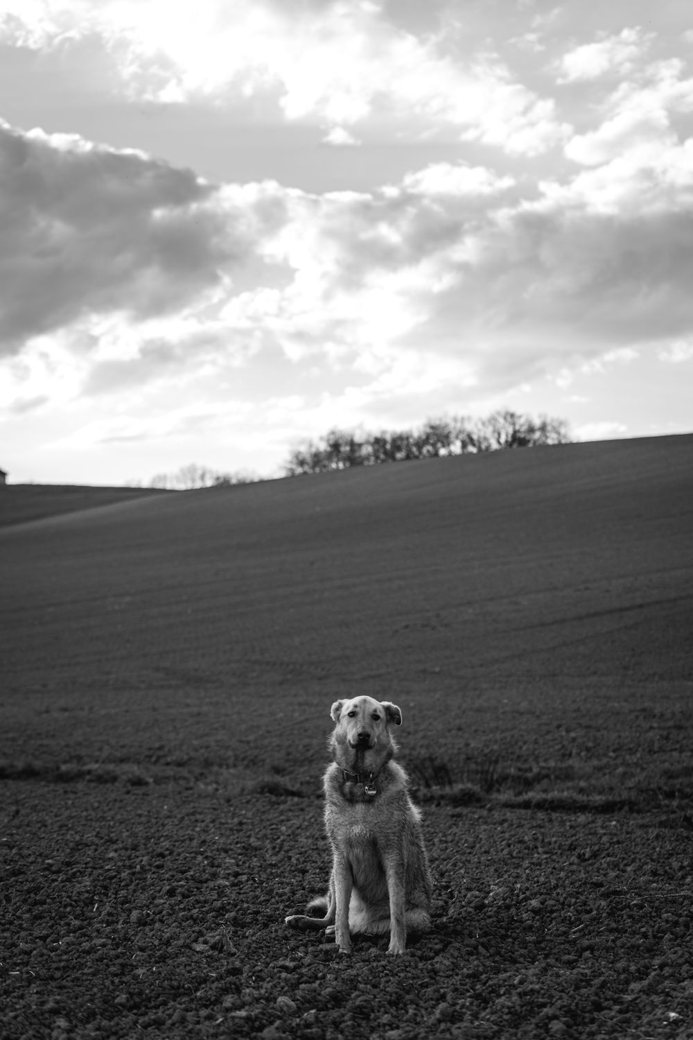 Black and White Photo of a Dog Sitting in the Field · Free Stock Photo