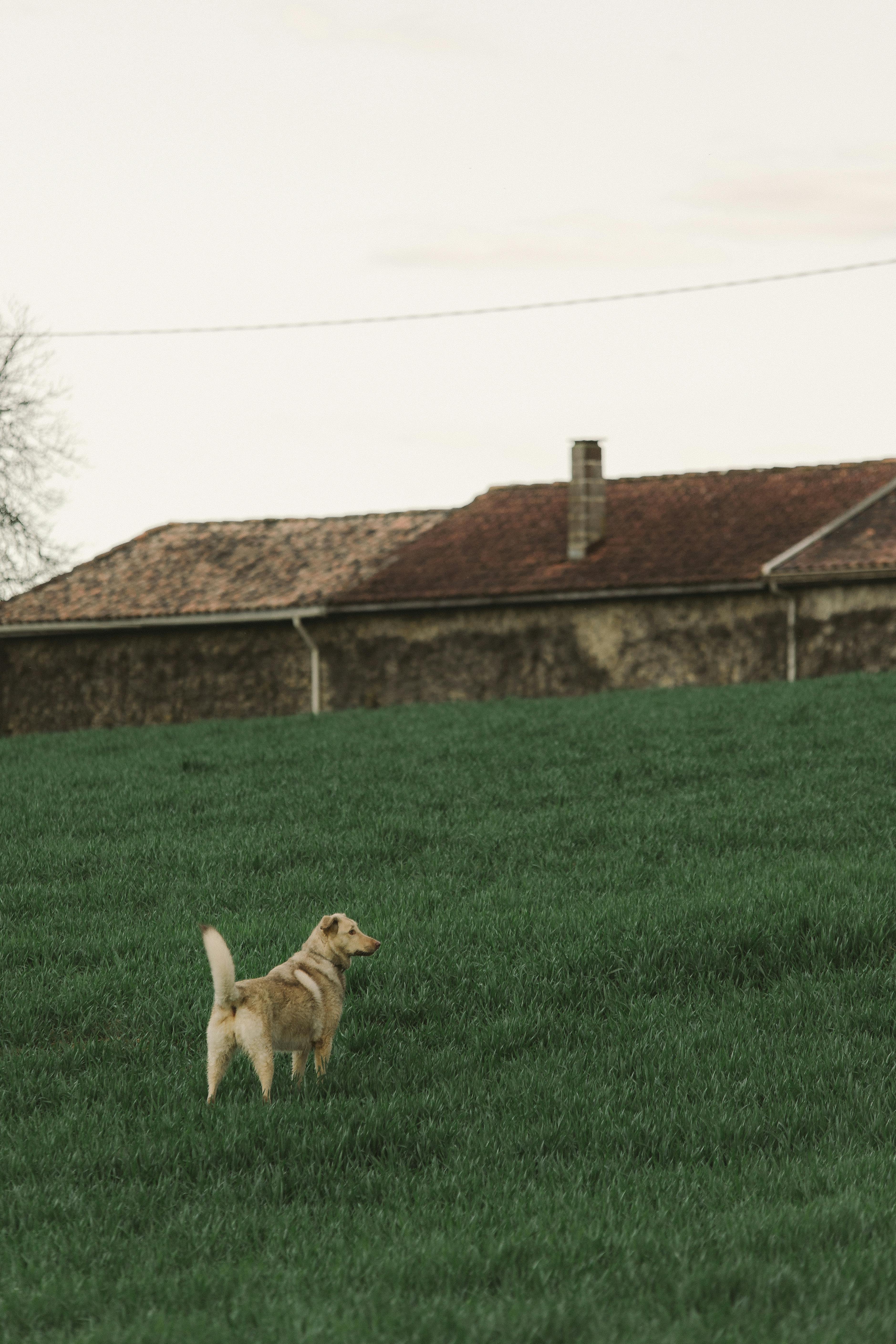 A Labrador retriever stands in a lush green field near a rustic farmhouse, offering a tranquil rural scene.