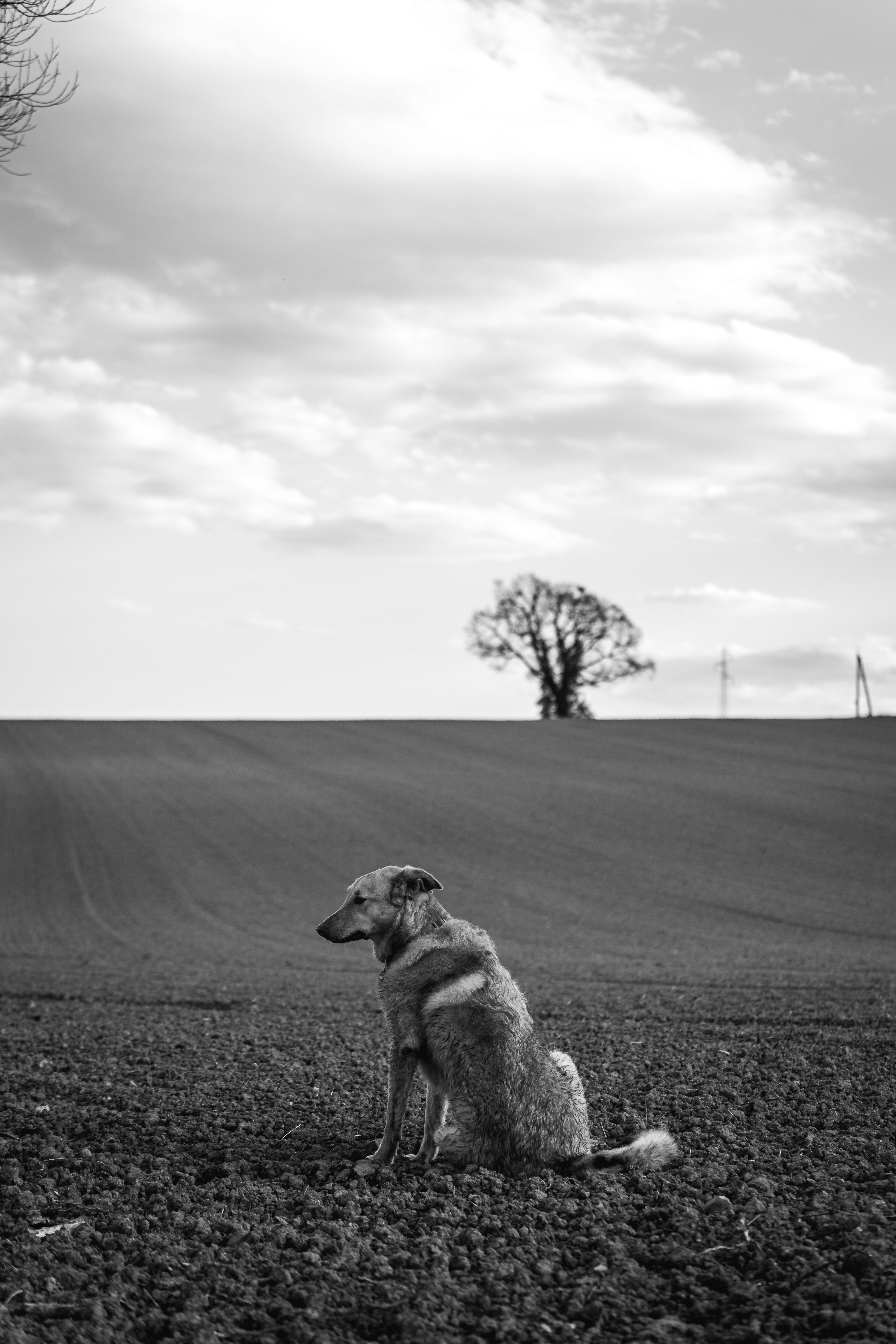 Sitting Dog in Black and White · Free Stock Photo