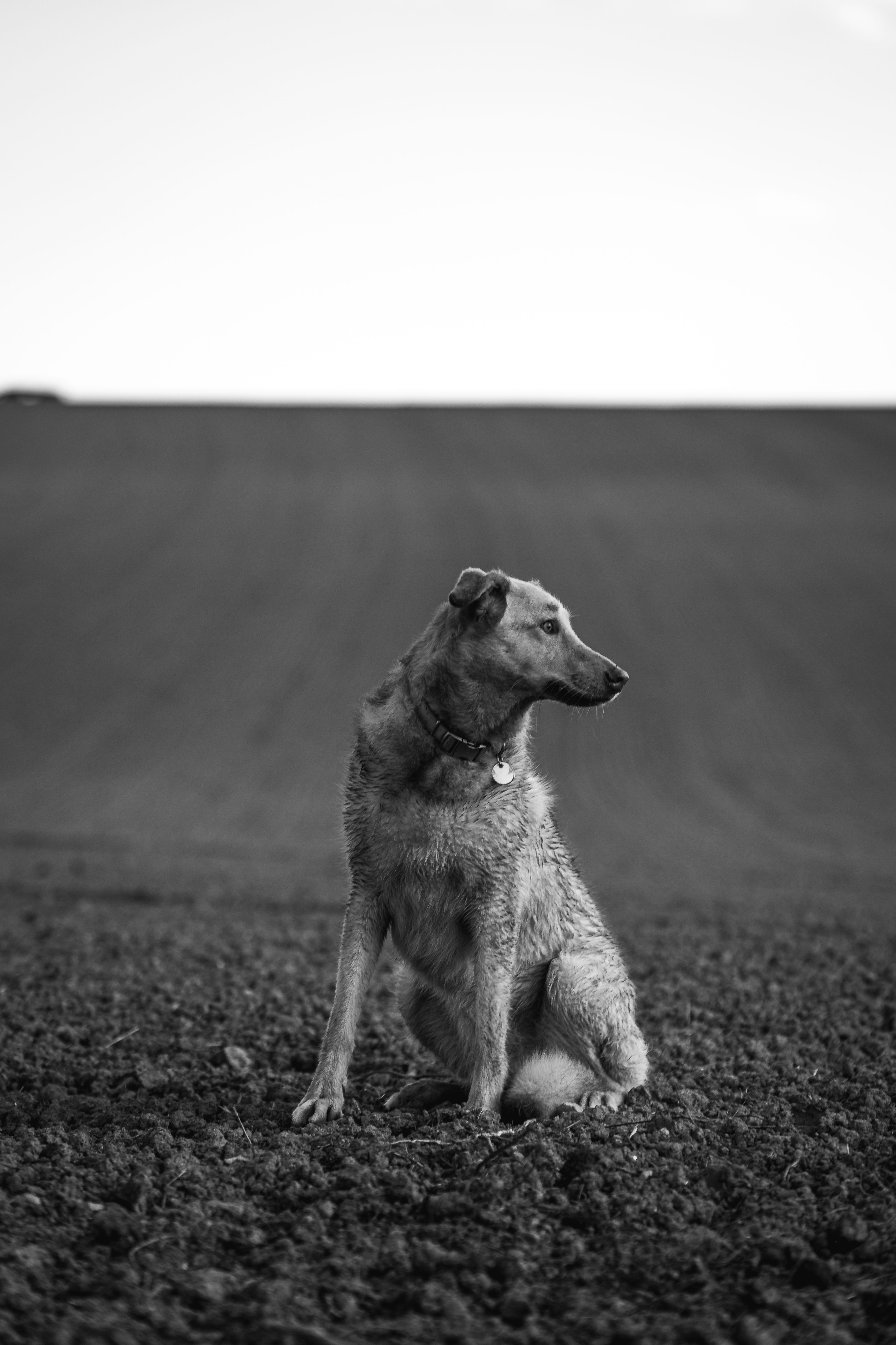 Sitting Dog in Black and White · Free Stock Photo