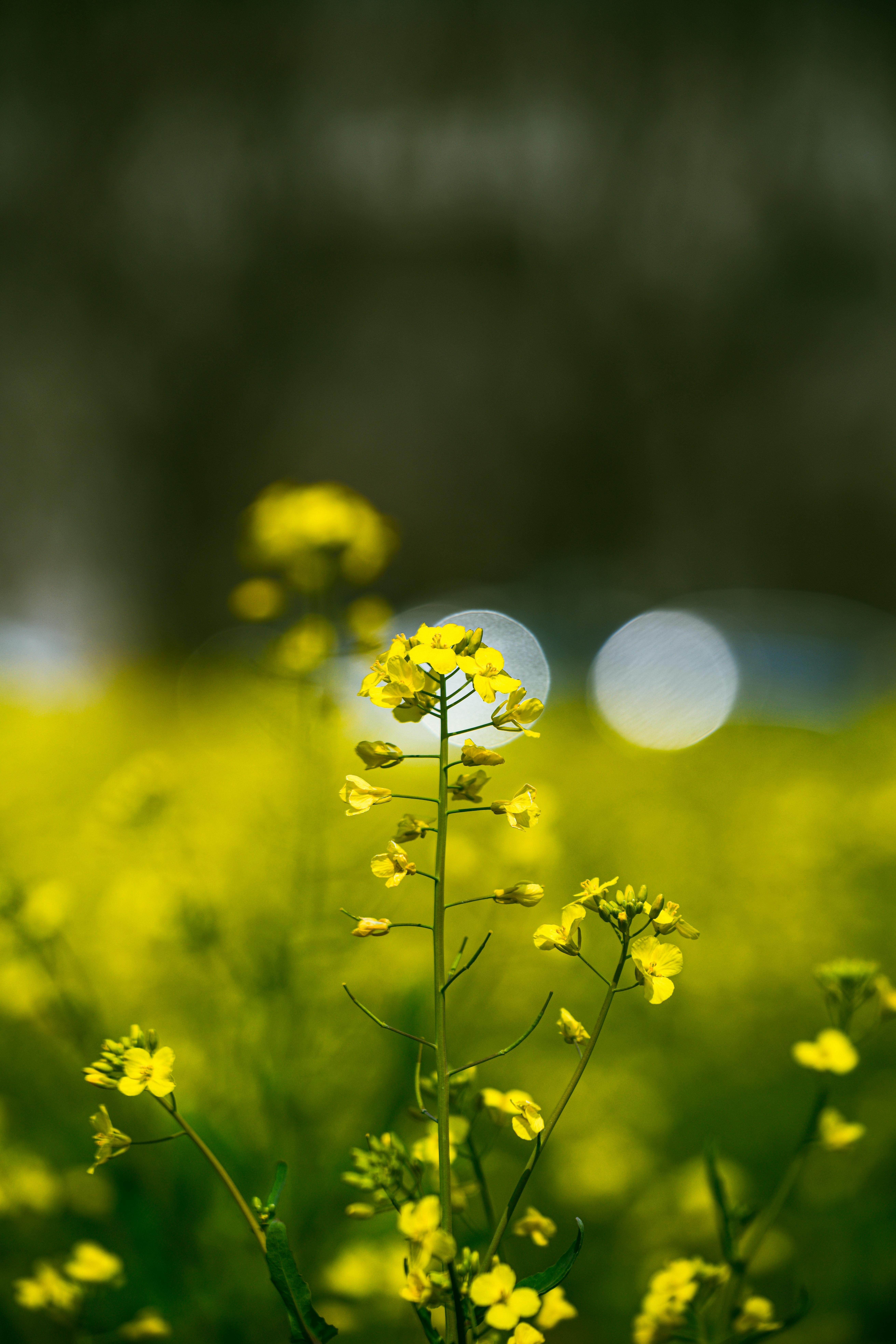 カシニョール 、【BUNCH OF FLOWERS IN MEADOW】 Colorful flower meadow in summer — Stock Photo © kelifamily