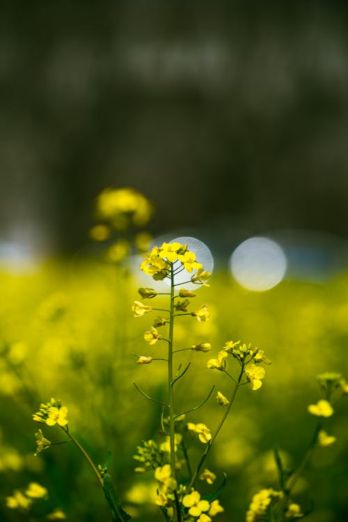 Fotobanka s bezplatnými fotkami na tému hracie pole, kvet, lúka
