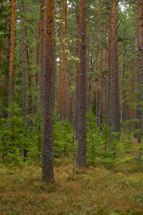 Coniferous Trees in a Forest 