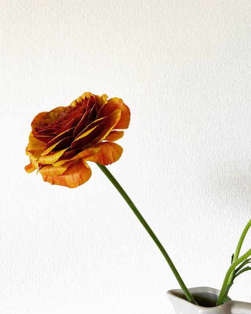 bitki, çiçek, dekorasyon içeren Ücretsiz stok fotoğraf