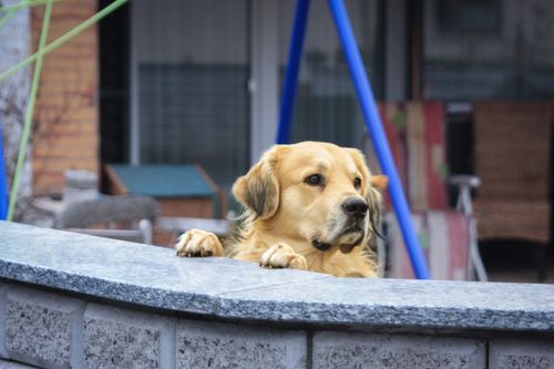 Free stock photo of adoption, adorable, big dog Stock Photo