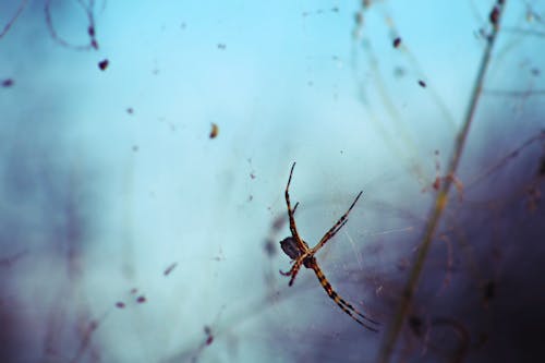 Seçici Odak Fotoğrafçılığı Kahverengi Ve Siyah örümcek