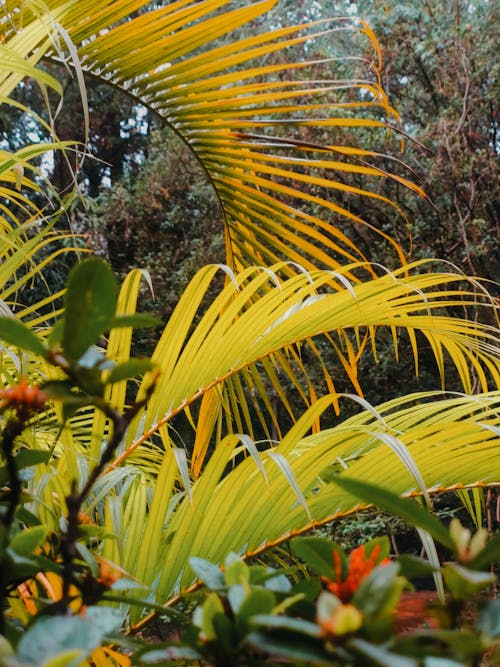 Close up of a Plant 