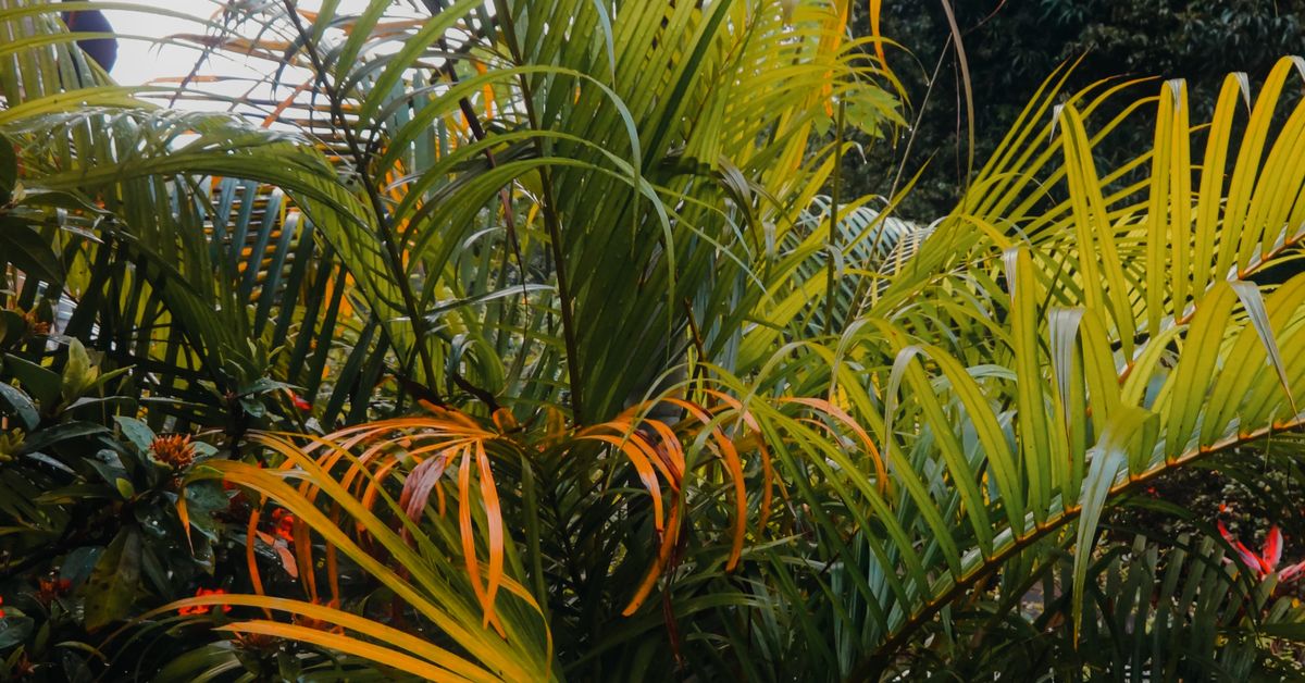 Folhas de palmeira Folhas de palmeira tropicais vistas de perto com luz natural