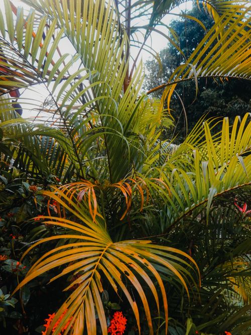 Free Close-up of lush tropical palm leaves and foliage in natural light. Stock Photo