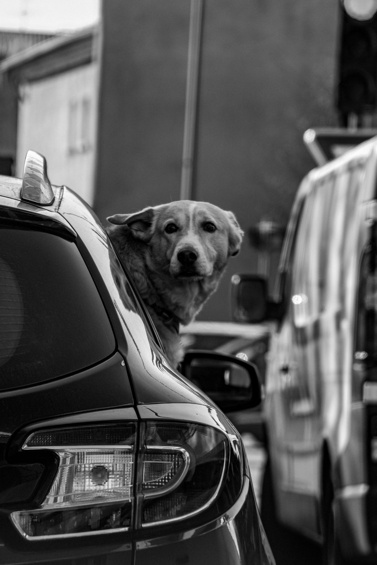 Dog looking out of a car window in traffic
