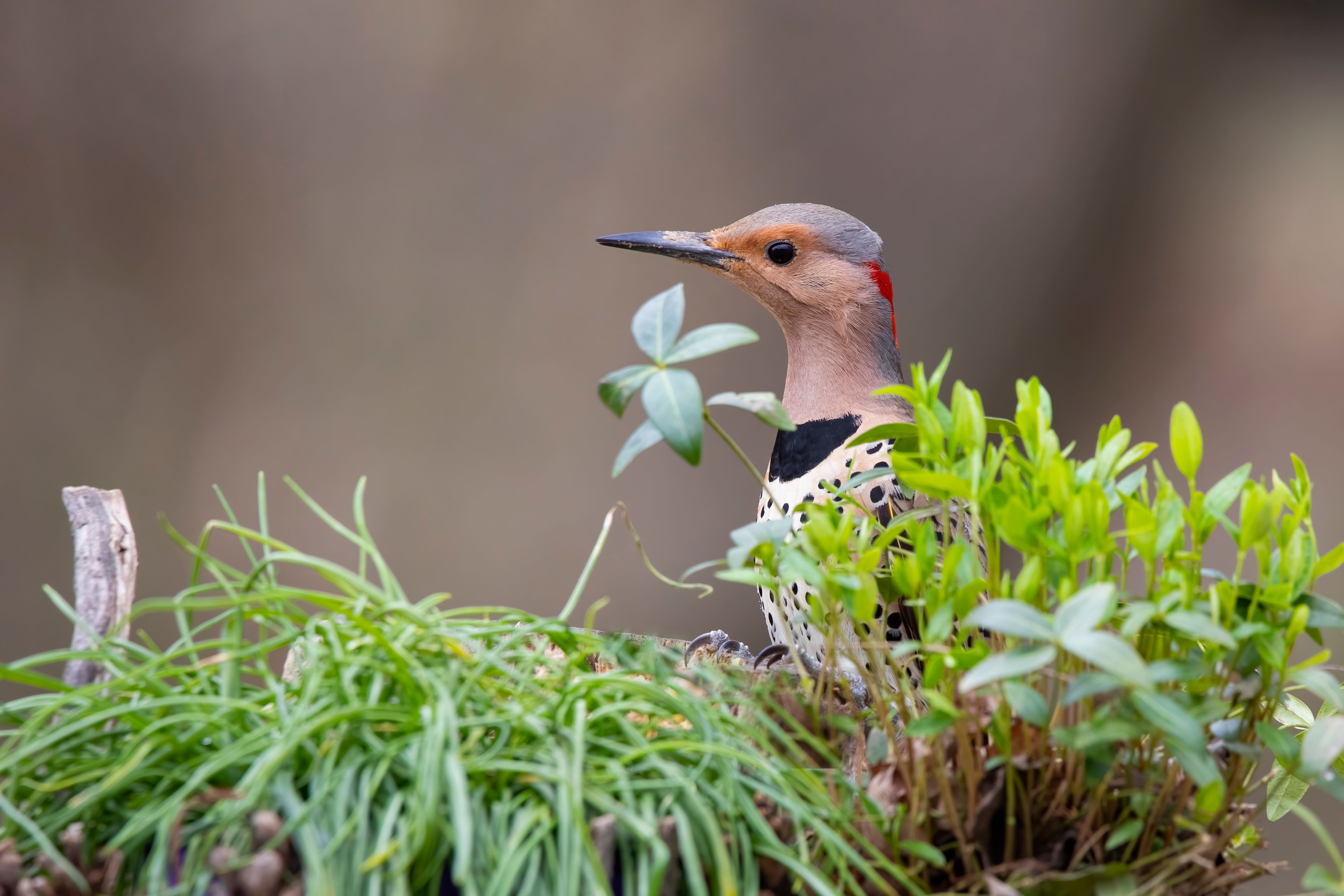 Tiny Birds And Winter Flowers Photos,