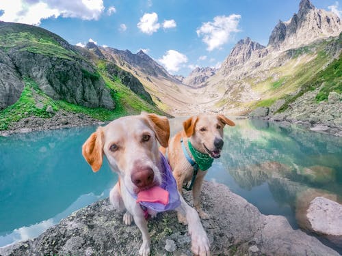 Fotos de stock gratuitas de animales, bandanas, gracioso