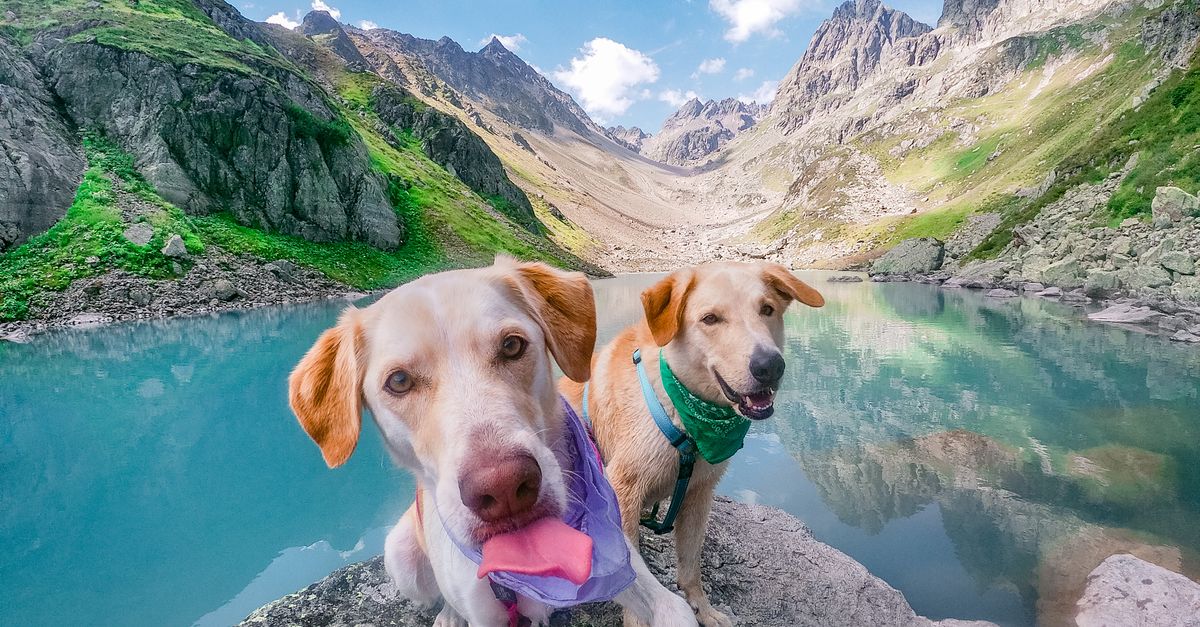 5 Common Mistakes Dog Owners Make When Traveling Without Their Dog