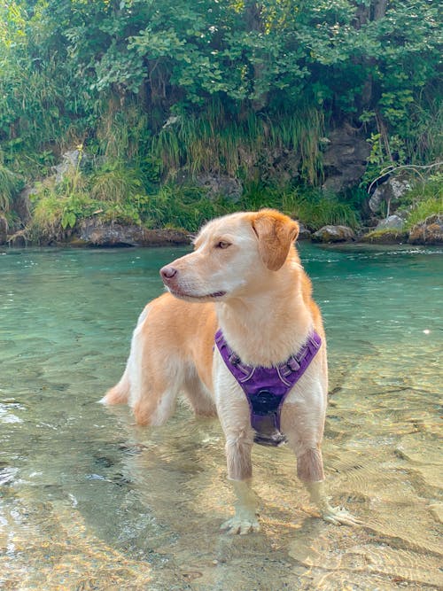 Fotos de stock gratuitas de agua, animal, perro