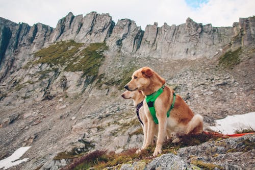 Fotos de stock gratuitas de de cerca, erosionado, fotografía de mascotas