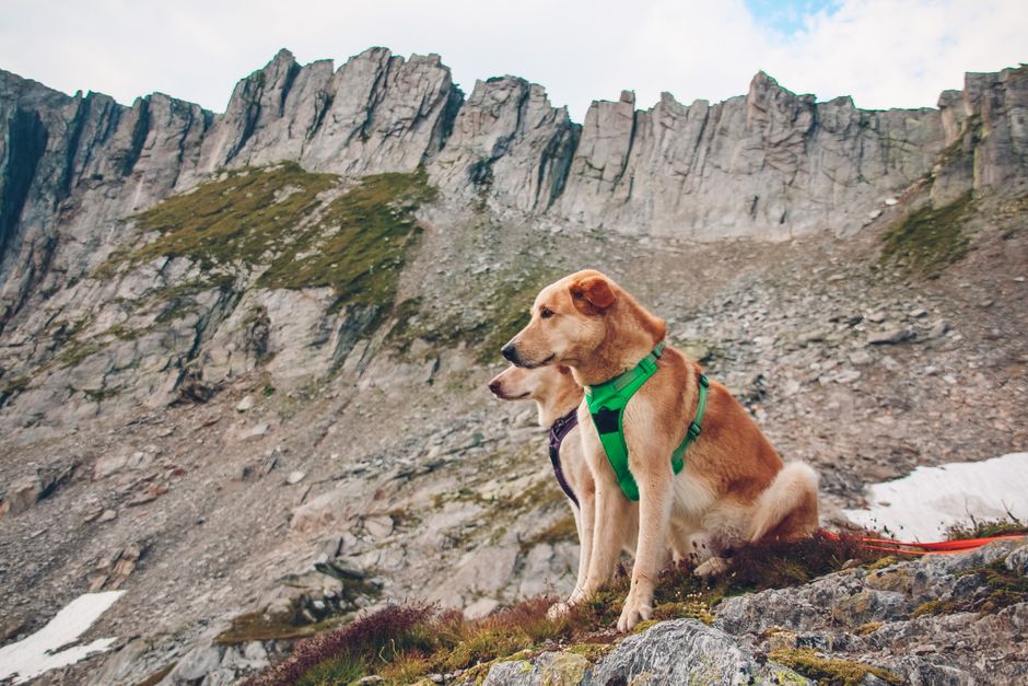 Can a harness hurt my dog’s shoulders?