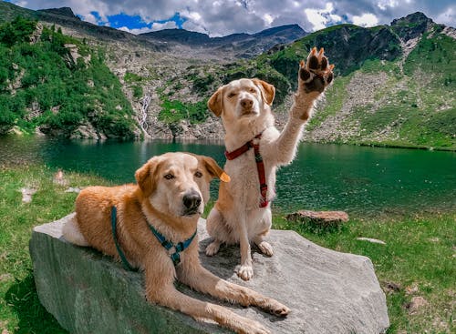 Fotos de stock gratuitas de a orillas del lago, adorable, excursionismo