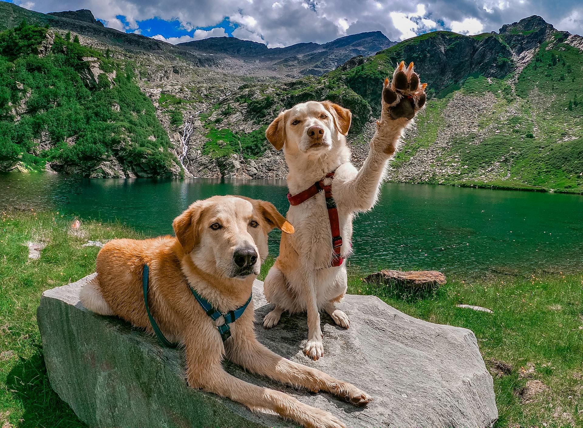 Cute Labrador Retrievers Posing on Rock by Lake