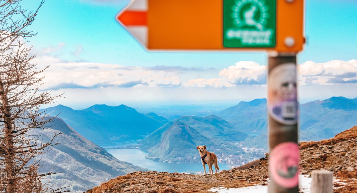 Illustration, ou partir en vacances avec son chien en france