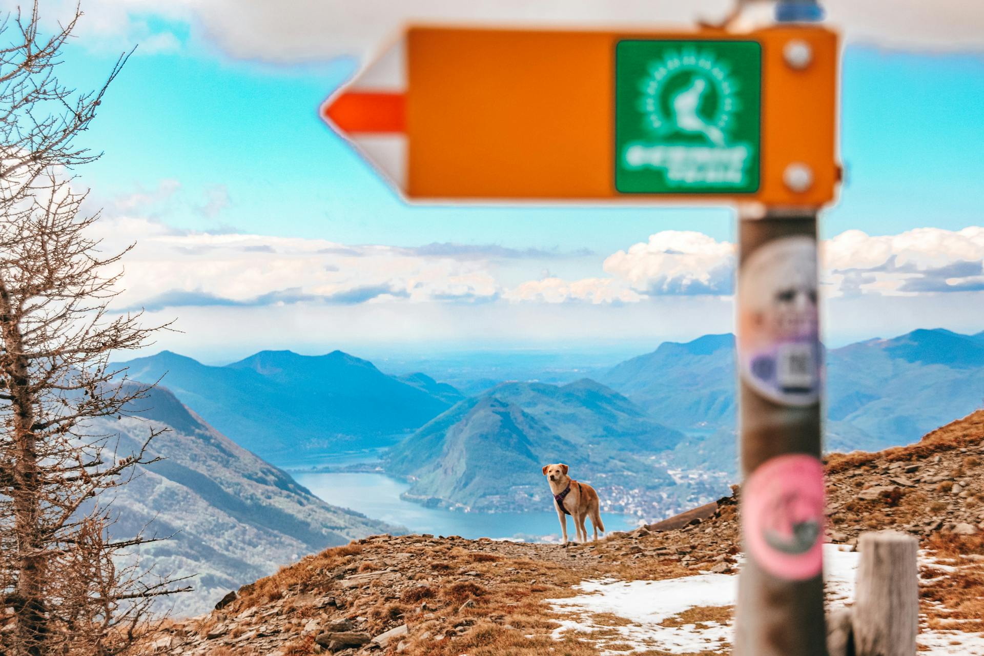 Un chien dans les montagnes