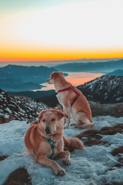 Fotos de stock gratuitas de animales, collares, de cerca