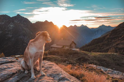 A dog sits on a mountain with a wooden cabin in the backdrop during sunset.