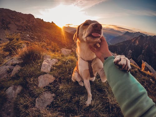 Fotos de stock gratuitas de amante de los perros, animal, caricias