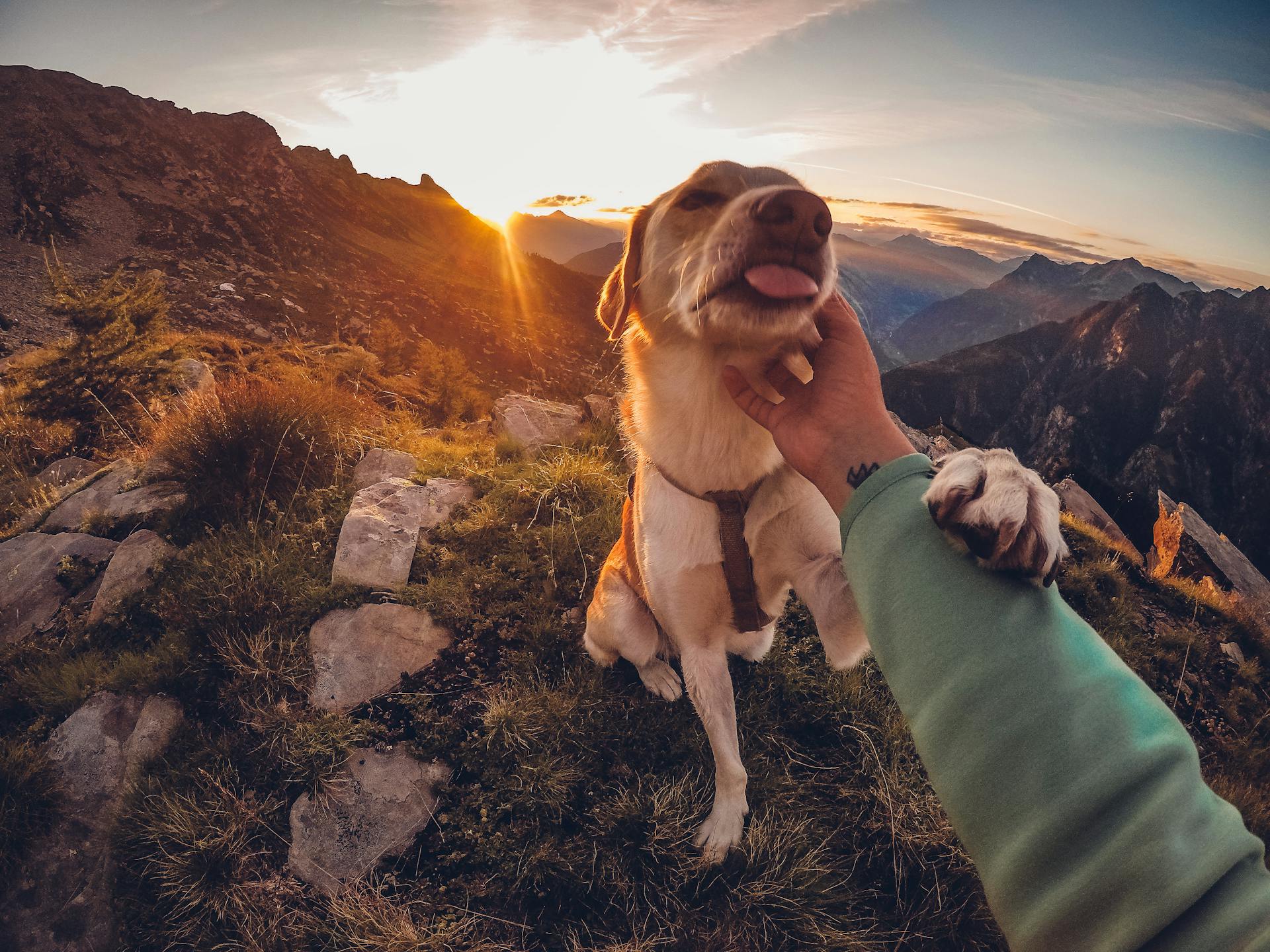 Man petting Dog in Mountains