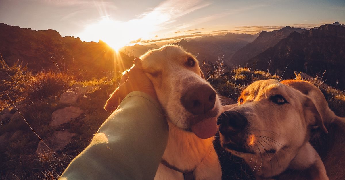 5 Common Mistakes Dog Owners Make When Traveling Without Their Dog
