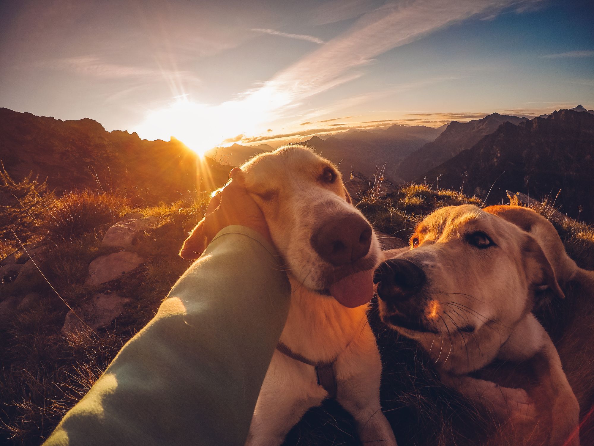 A man enjoying a sunset with two dogs in scenic mountains, capturing a joyful outdoor moment.