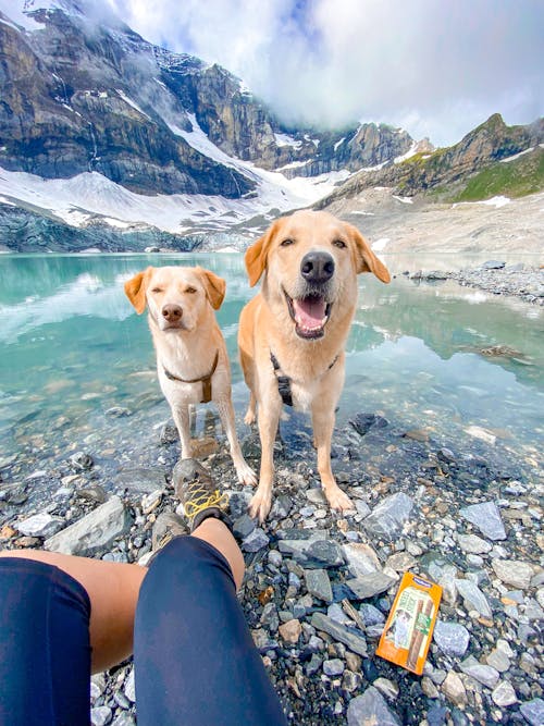 Fotos de stock gratuitas de animales, caminante, lago