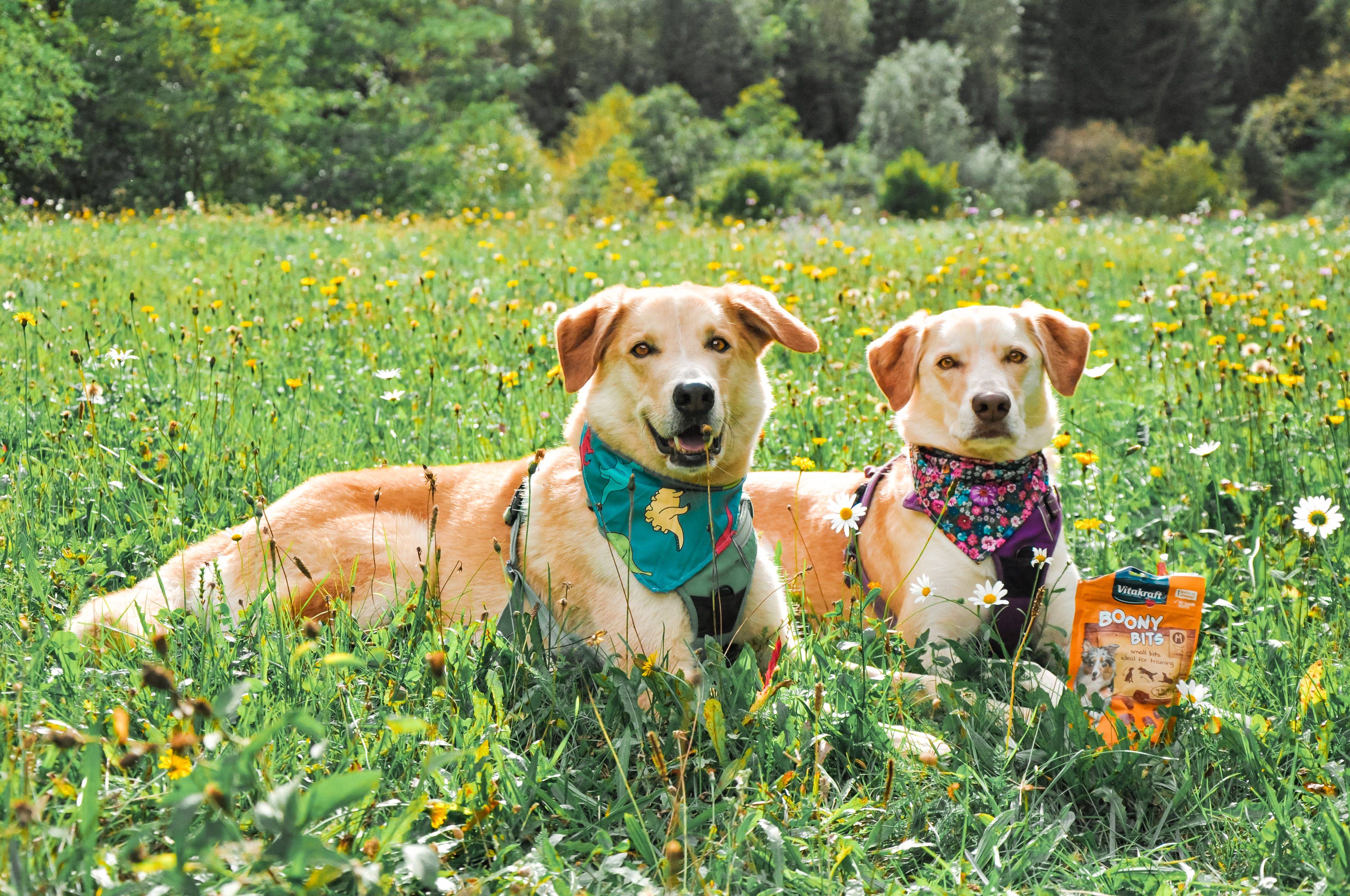 Gnarly Pet : Natural Dog Treats & Quality Pet Gear n/a commission