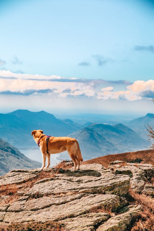 動物, 垂直拍摄, 山 的 免费素材图片