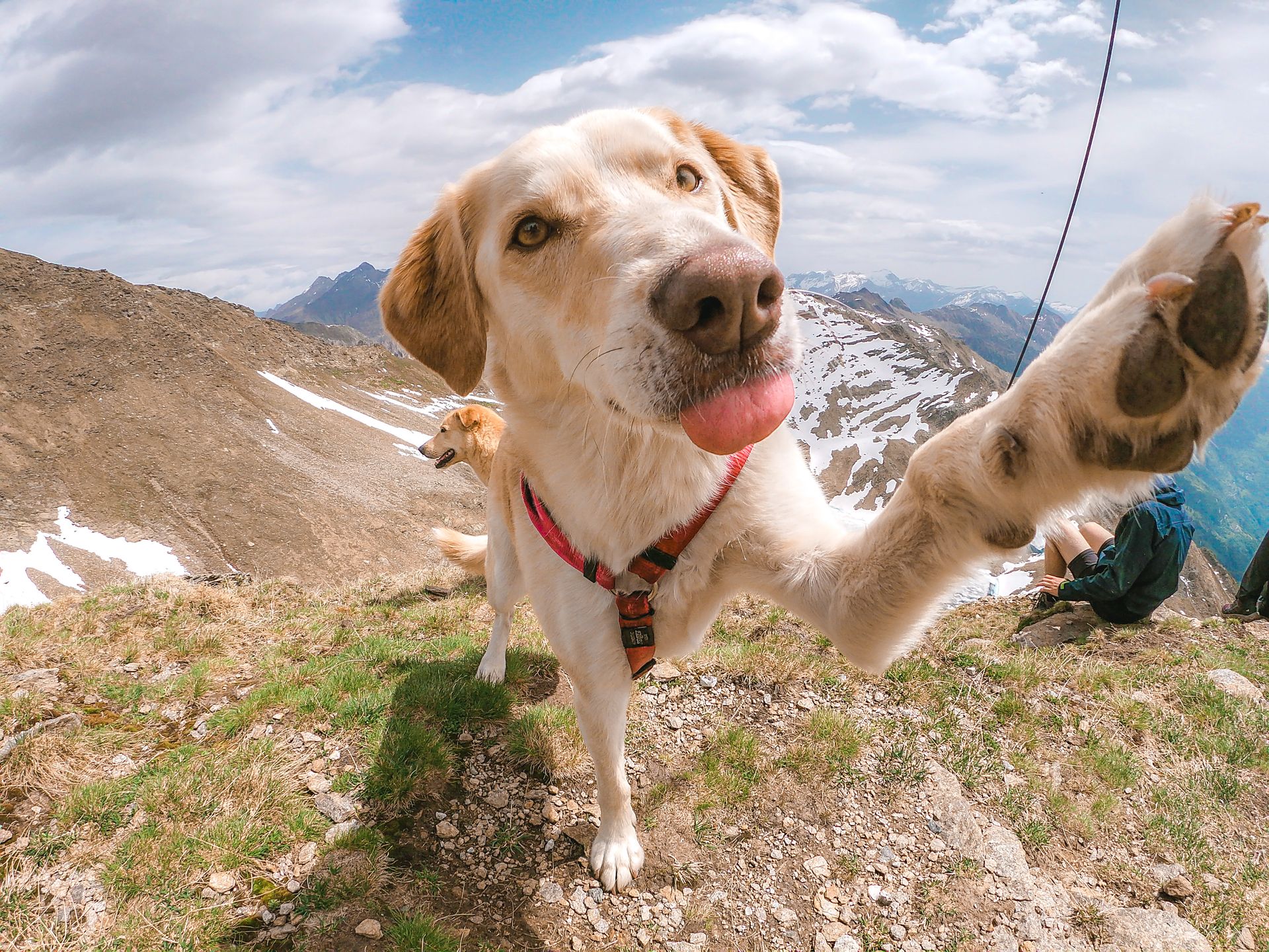 Cute Dog Touching Camera Posing in Mountains