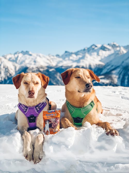 Cute Dogs Lying in Snow in Mountains