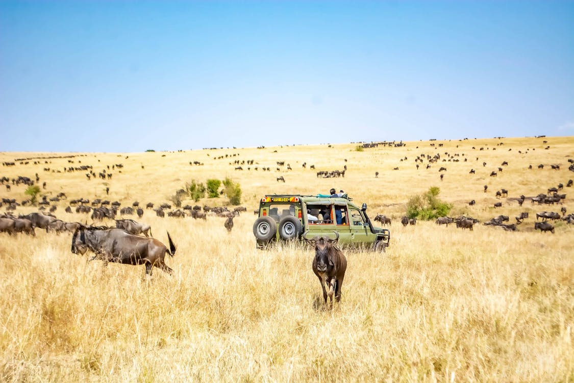 Wildebeest crossing the Mara River during migration