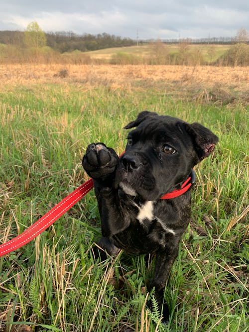 Immagine gratuita di cane, cane corso, cucciolo