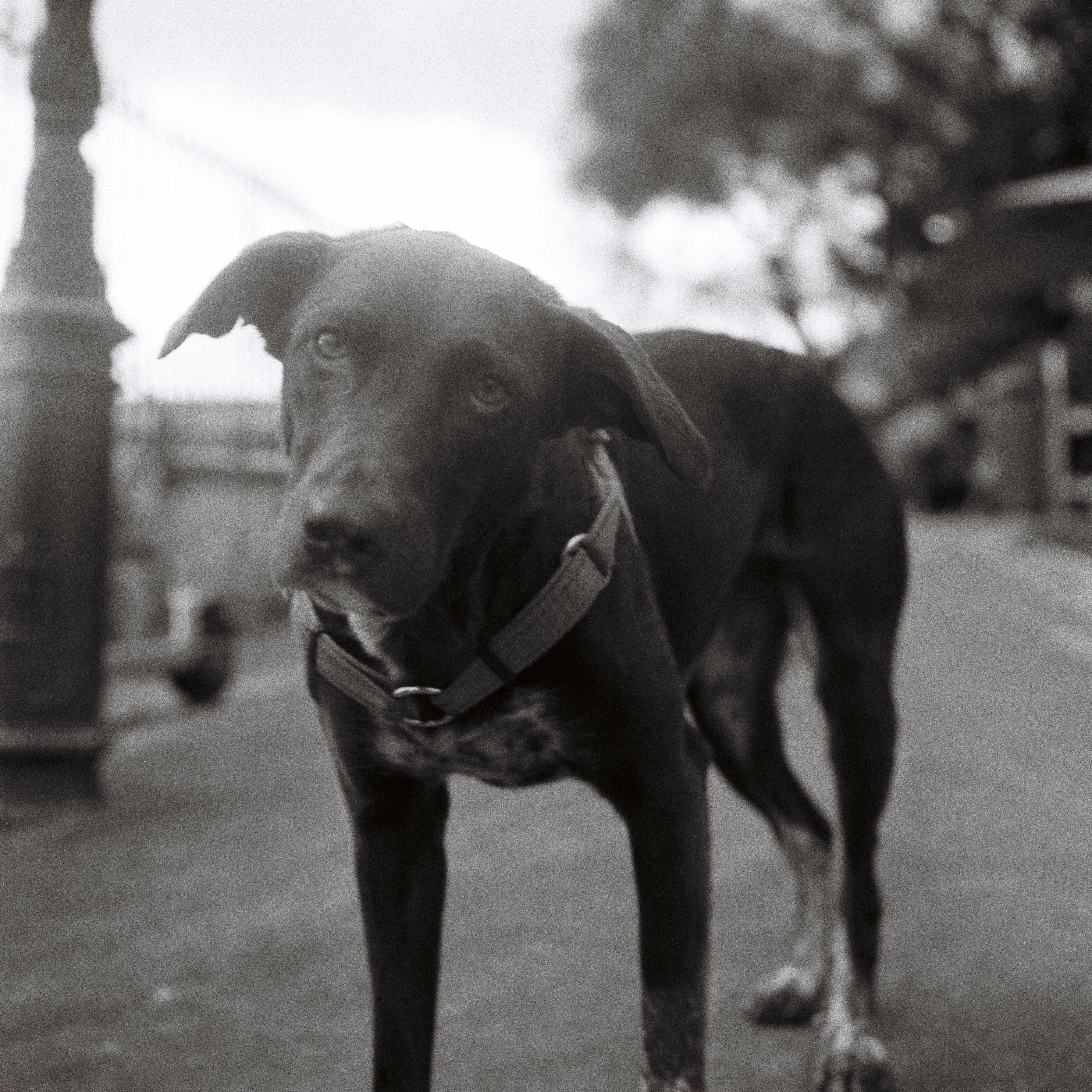 A black dog stands on an urban street in Lisbon, Portugal, captured in black and white.