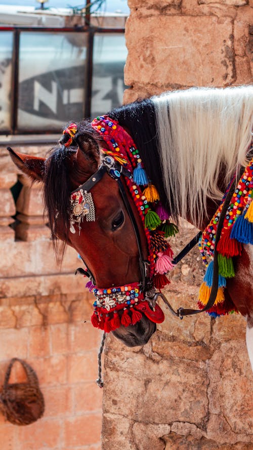 Horse in Colorful Harness
