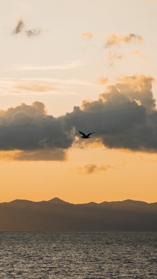 Birds Flying over Sea at Sunset