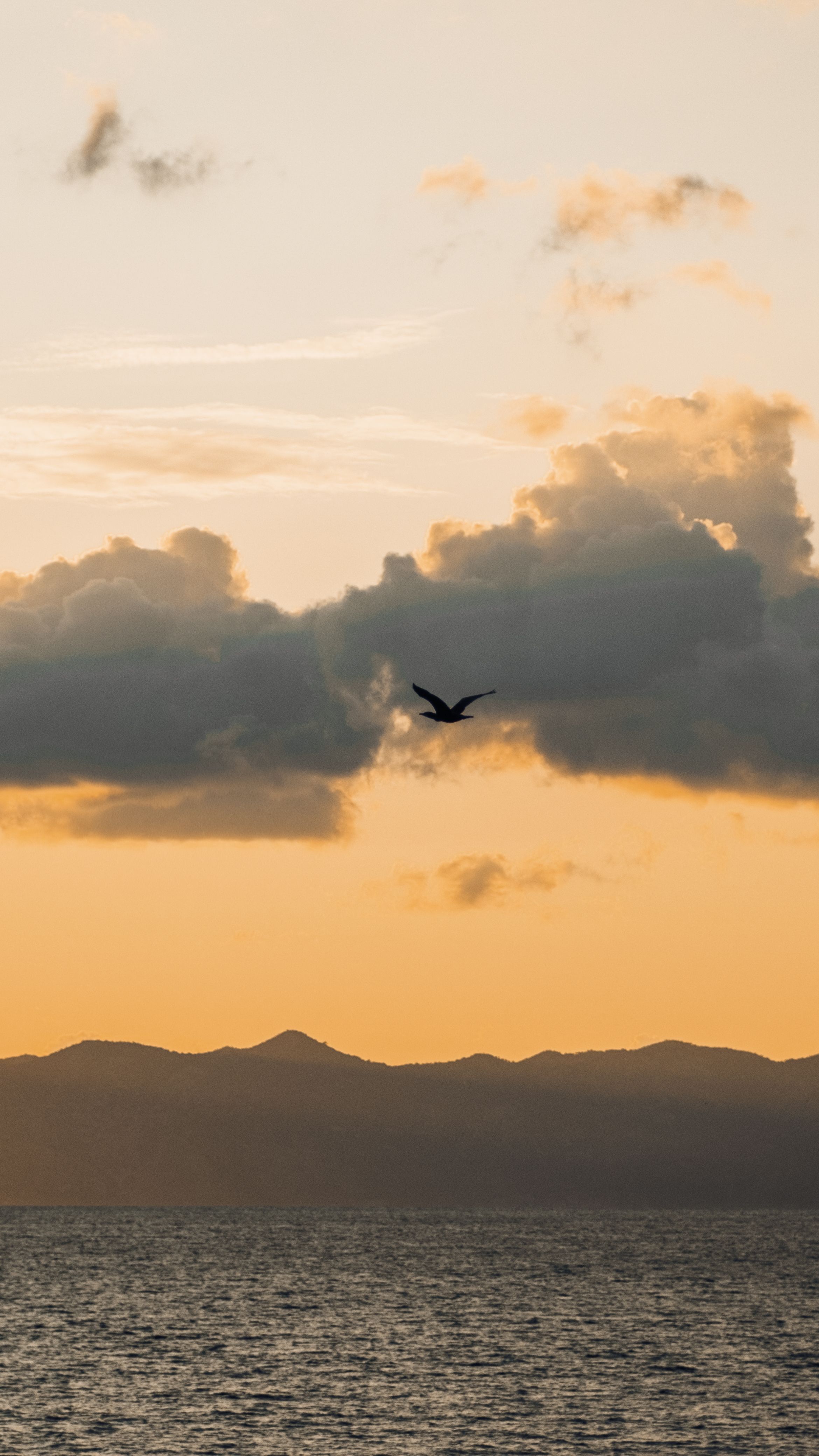 Birds Flying over Sea at Sunset · Free Stock Photo