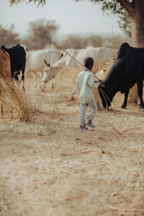 Boy Walking among Grazing Cows in the Pasture 