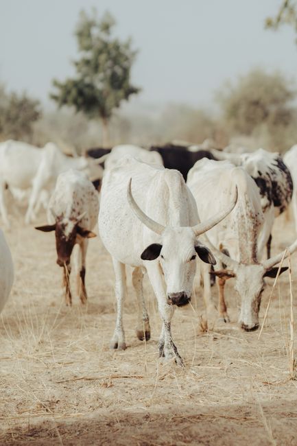 A herd of white cattle grazing peacefully in a dry countryside pasture.