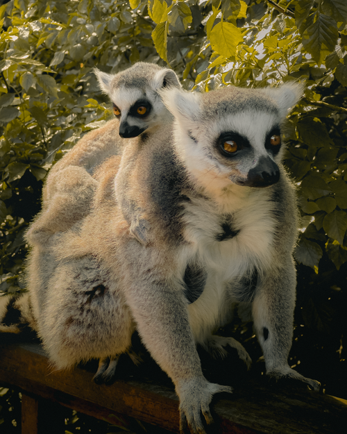 Free A ring-tailed lemur and baby perched on a branch, surrounded by lush leaves, in natural habitat. Stock Photo
