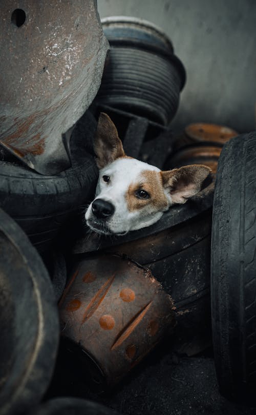 Cute Dog Looking out of Tire