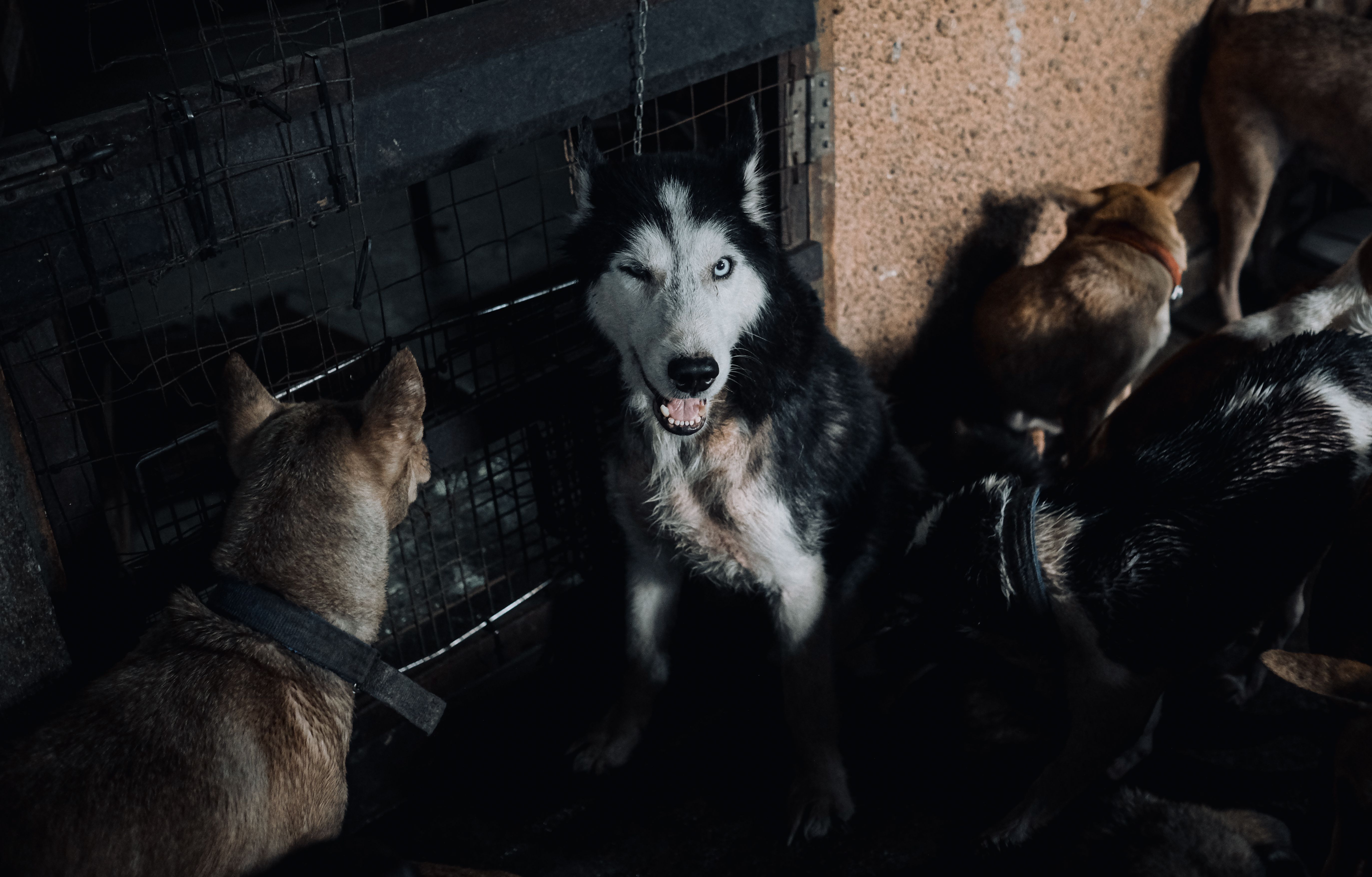 Three-Legged Husky Shot and Left to Die Shows the World What She Didn't Lose