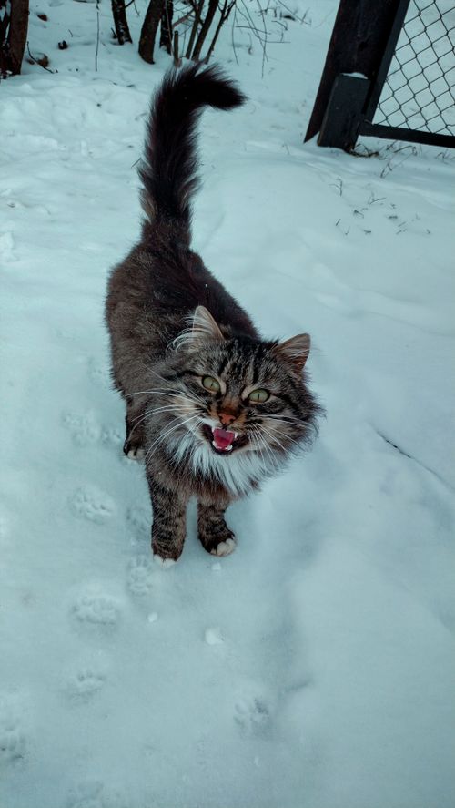 Free stock photo of cat, cat background, cat eyes Stock Photo