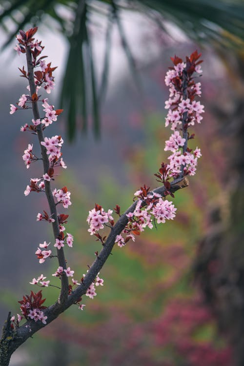 Kostnadsfri bild av blommor, färsk, fjäder